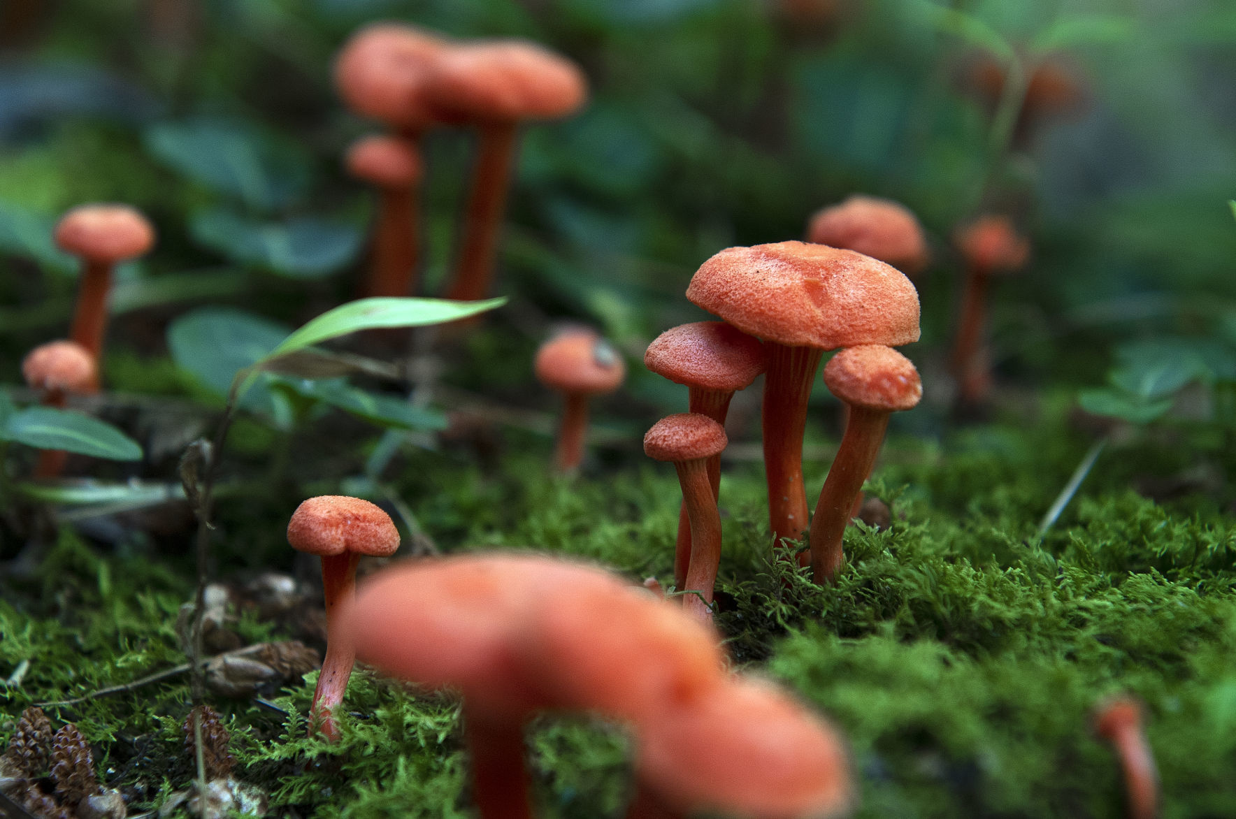 Pennsylvania Mushroom X.jpg